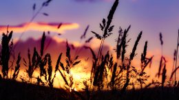 Photo of grass with sunset behind