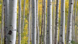 Photo of silver birch trees