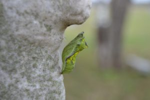 Green chrysalis hanging from grey rock