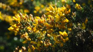 Close-up of yellow flowers on gorse
